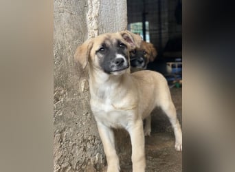 Mira, geb. ca. 12/2025, lebt in GRIECHENLAND, im städt. Tierheim Serres