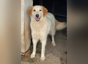 Tobby, geb. ca. 11/2022, lebt in GRIECHENLAND, im städt. Tierheim Serres