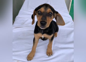 Linaria, geb. ca. 12/2025, lebt in GRIECHENLAND, im städt. Tierheim Serres