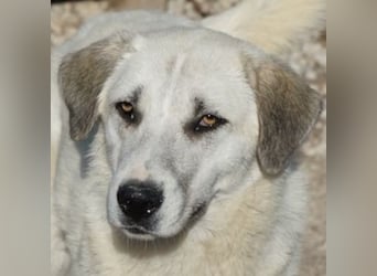 Maliya, geb. ca. 04/2025, lebt in GRIECHENLAND, im städt. Tierheim Serres