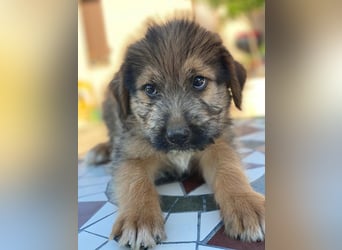 Elkoro, geb. ca. 04/2025, lebt in GRIECHENLAND, auf einer privaten Pflegestelle