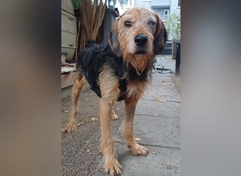 Yasko, geb. ca. 11/2022, lebt auf einer Pflegestelle in 44649 Herne