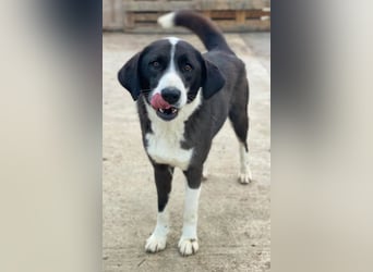 Arielle, geb. ca. 01/2023, lebt in GRIECHENLAND, im städt. Tierheim Serres