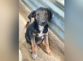 Miranda, geb. ca. 01/2026, lebt in GRIECHENLAND, auf einer privaten Pflegestelle