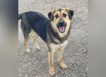 Elphaba, geb. ca. 07/2025, lebt in GRIECHENLAND, im städt. Tierheim Serres