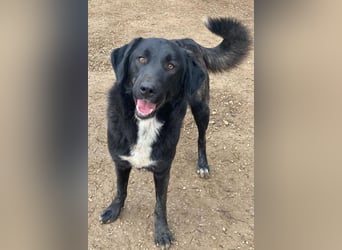 Panthera, geb. ca. 05/2023, lebt in GRIECHENLAND, auf einer privaten Pflegestelle