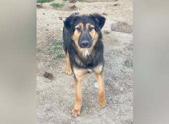 Glinda, geb. ca. 07/2025, lebt in GRIECHENLAND, im städt. Tierheim Serres