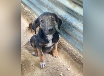 Miranda, geb. ca. 01/2026, lebt in GRIECHENLAND, auf einer privaten Pflegestelle