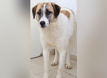 Taro, geb. ca. 08/2018, lebt in GRIECHENLAND, im städt. Tierheim Serres