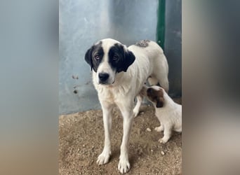 Marinara, geb. ca. 01/2025, lebt in GRIECHENLAND, auf einer privaten Pflegestelle