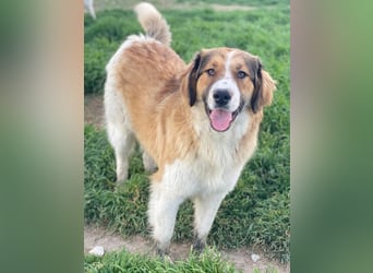 Barkley, geb. ca. 10/2024, lebt in GRIECHENLAND, auf einer privaten Pflegestelle