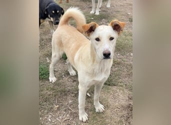 Kalena, geb. ca. 01/2025, lebt in GRIECHENLAND, im städt. Tierheim Serres