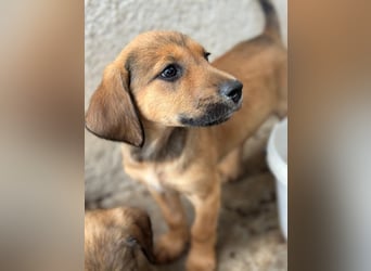 Tiana, geb. ca. 02/2026, lebt in GRIECHENLAND, im städt. Tierheim Serres