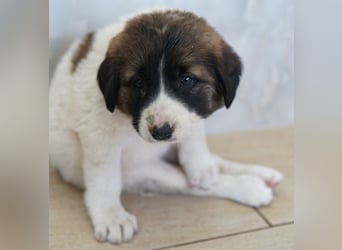 Calma, geb. ca. 01/2026, lebt in GRIECHENLAND, auf einer privaten Pflegestelle