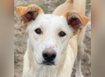 Kalena, geb. ca. 01/2025, lebt in GRIECHENLAND, im städt. Tierheim Serres