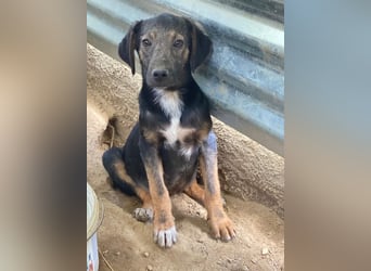 Miranda, geb. ca. 01/2026, lebt in GRIECHENLAND, auf einer privaten Pflegestelle