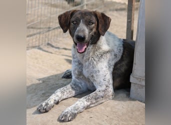 Naxos, geb. ca. 07/2020, lebt in GRIECHENLAND, im städt. Tierheim Serres
