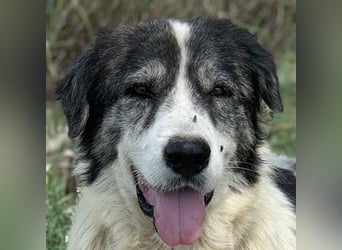 Askal, geb. ca. 07/2015, lebt in GRIECHENLAND, im städt. Tierheim Serres