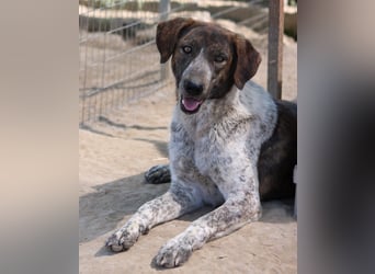 Naxos, geb. ca. 07/2020, lebt in GRIECHENLAND, im städt. Tierheim Serres