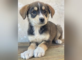 Sissy, geb. ca. 03/2026, lebt in GRIECHENLAND, auf einer privaten Pflegestelle