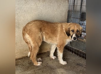 Blümchen, geb. ca. 08/2024, lebt in GRIECHENLAND, im städt. Tierheim Serres