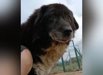 Betty-Boo, geb. ca. 01/2014, lebt in GRIECHENLAND, auf einer privaten Pflegestelle