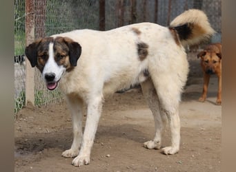 Pitt, geb. ca. 05/2021, lebt in GRIECHENLAND, im städt. Tierheim Serres