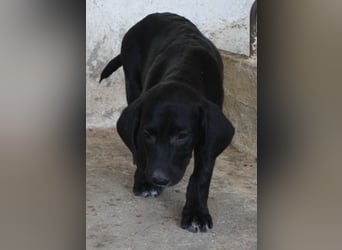 Smokey, geb. 08.06.2026, lebt in GRIECHENLAND, auf einer privaten Pflegestelle