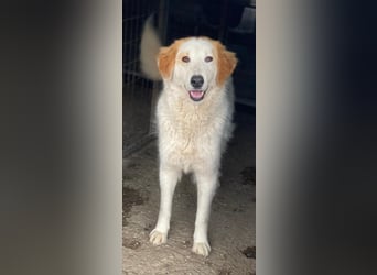 Tobby, geb. ca. 11/2022, lebt in GRIECHENLAND, im städt. Tierheim Serres