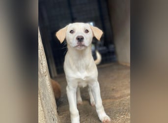 Liena, geb. ca. 12/2025, lebt in GRIECHENLAND, im städt. Tierheim Serres