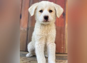 Nacho, geb. ca. 03/2026, lebt in GRIECHENLAND, auf einer privaten Pflegestelle