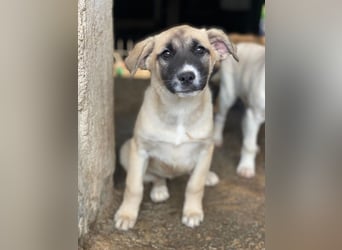 Mira, geb. ca. 12/2025, lebt in GRIECHENLAND, im städt. Tierheim Serres