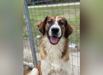 Barkley, geb. ca. 10/2024, lebt in GRIECHENLAND, auf einer privaten Pflegestelle