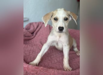Ivy, geb. ca. 05/2026, lebt in GRIECHENLAND, im städt. Tierheim Serres