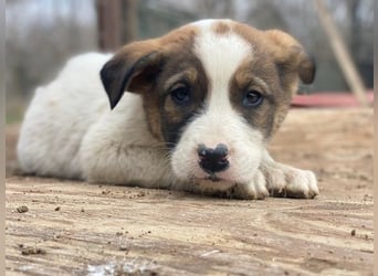 Tonno, geb. ca. 11/2025, lebt in GRIECHENLAND, auf einer privaten Pflegestelle