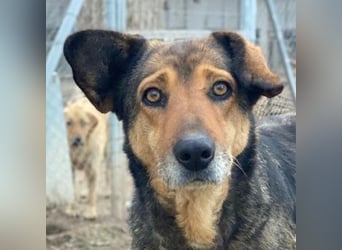 Violetta, geb. ca. 09/2018, lebt in GRIECHENLAND, im städt. Tierheim Serres