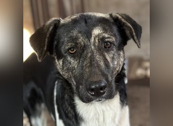 Kaiser, geb. ca. 12/2023, lebt in GRIECHENLAND, auf einem Gelände, Hunde werden notdürftig versorgt