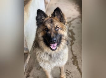 Joey, geb. ca. 08/2025, lebt in GRIECHENLAND, auf einer privaten Pflegestelle