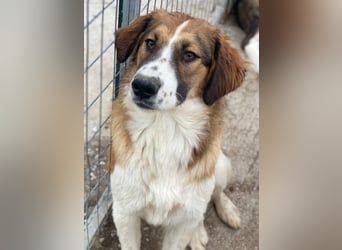 Barkley, geb. ca. 10/2024, lebt in GRIECHENLAND, auf einer privaten Pflegestelle