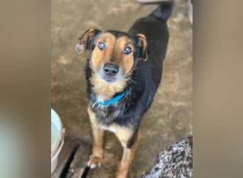 Tizian, geb. ca. 04/2022, lebt in GRIECHENLAND, auf einer privaten Pflegestelle