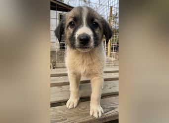 Grace, geb. ca. 08/2022, lebt in GRIECHENLAND, auf einer privaten Pflegestelle