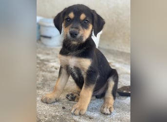 Hiro, geb. ca. 02/2026, lebt in GRIECHENLAND, im städt. Tierheim Serres