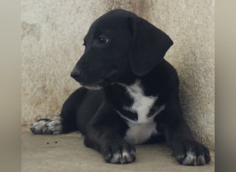 Smokey, geb. 08.06.2026, lebt in GRIECHENLAND, auf einer privaten Pflegestelle