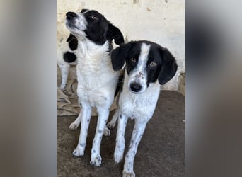 Amora, geb. ca. 03/2024, lebt in GRIECHENLAND, auf einer privaten Pflegestelle