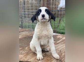 Hawaii, geb. ca. 11/2025, lebt in GRIECHENLAND, auf einer privaten Pflegestelle