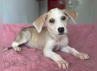 Ivy, geb. ca. 05/2026, lebt in GRIECHENLAND, im städt. Tierheim Serres