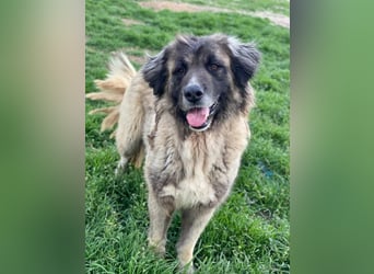 Harper, geb. ca. 12/2018, lebt in GRIECHENLAND, im städt. Tierheim Serres