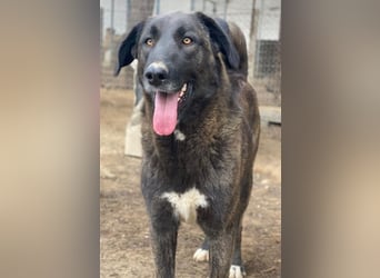 Niabi, geb. ca. 05/2023, lebt in GRIECHENLAND, im städt. Tierheim Serres