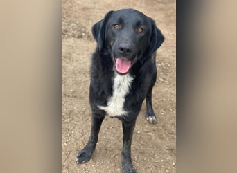 Panthera, geb. ca. 05/2023, lebt in GRIECHENLAND, auf einer privaten Pflegestelle