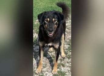 Lavinia, geb. ca. 06/2019, lebt in GRIECHENLAND, im städt. Tierheim Serres